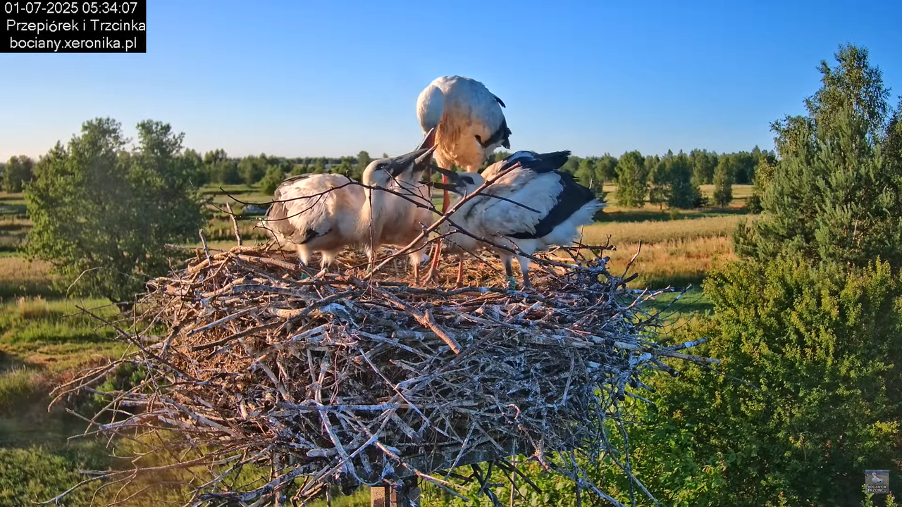 01072025bociany10