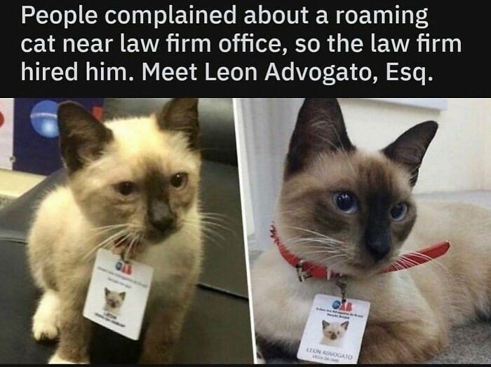 BPLawyercat698eed26ab7dc-700.jpg