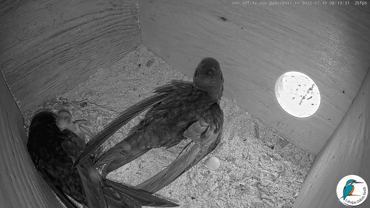 Svīre (Apus apus) Cēsu pils - LDF tiešraide _ Būris 1-52-36 screenshot