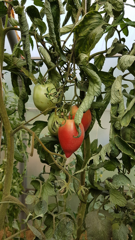 калманс20190803_101610