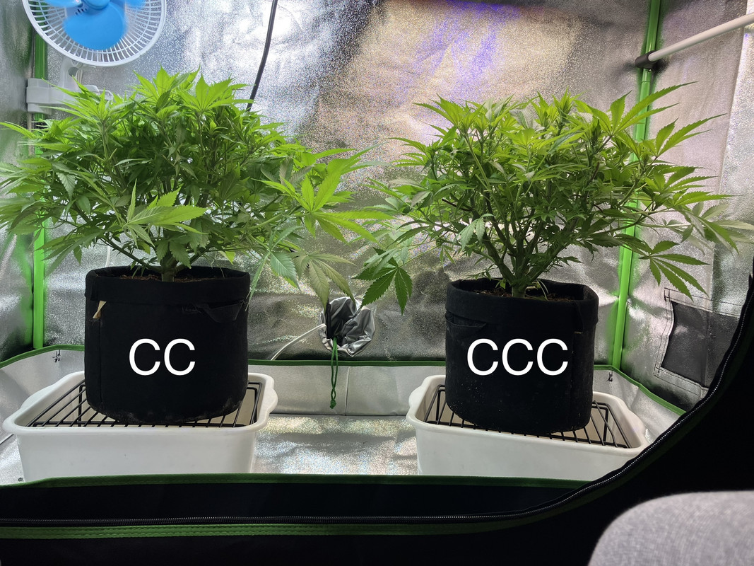 IMG_1488  (Mayo 7  2023)