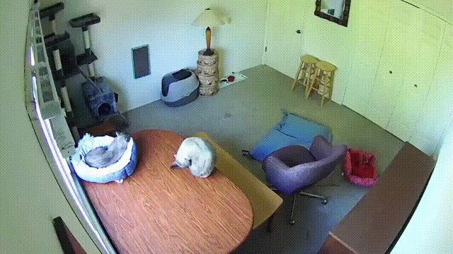 daily-gifdump-3359-02.gif