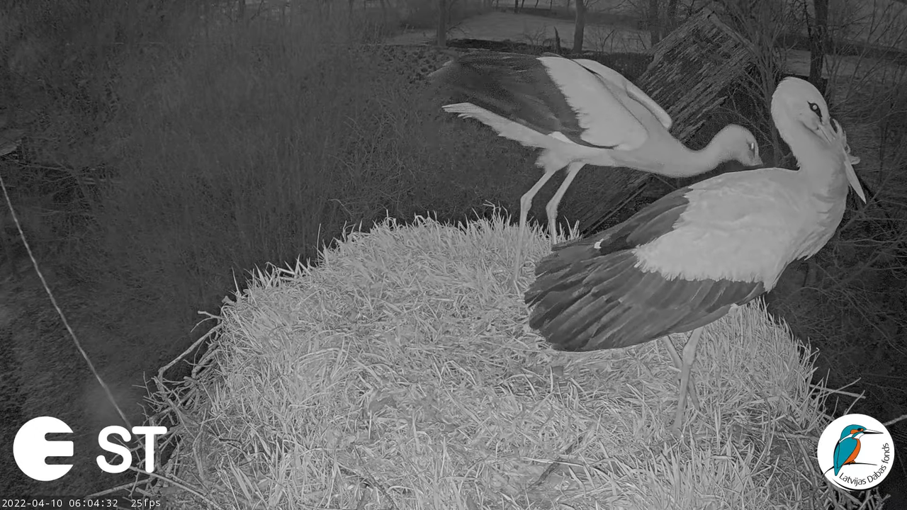 Baltie stārķi (Ciconia ciconia) Tukuma novadā - LDF tiešraide __ White storks in Tukums, Latvia 9-2-