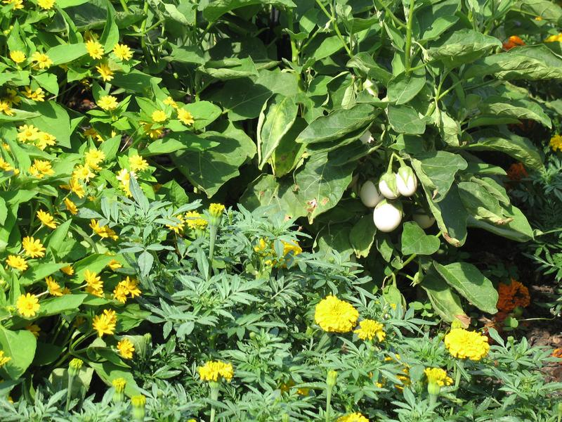 Lawn and Gardens 08.12.2018  (6)