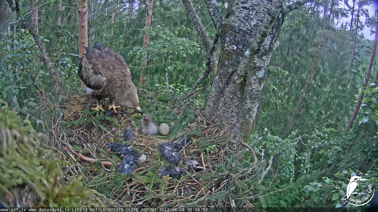 LDF Mazais ērglis (Clanga pomarina), ligzda bērzā 11-58-27 screenshot