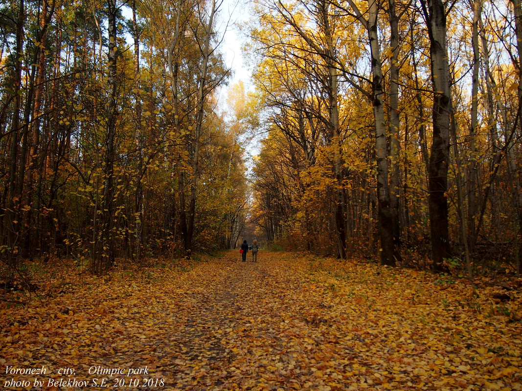 Воронеж, Олимпик, осень