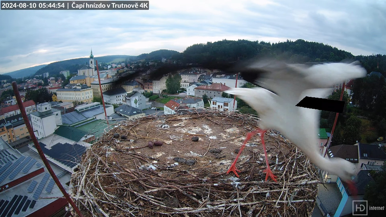 Tiešraidē no stārķa ligzdas uz alus darītavas skursteņa Trutnovā 9-22-28 screenshot