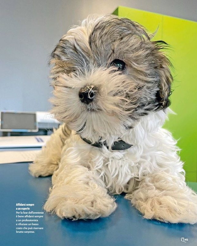 QuattroZampe Apr 2023 (4)