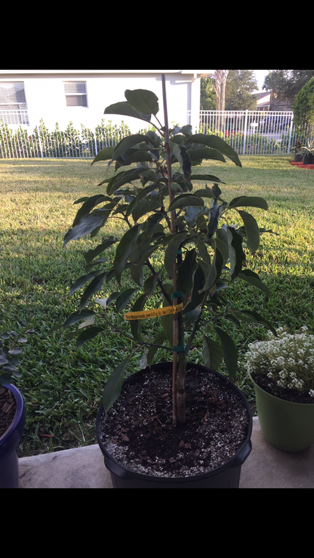 D429C62D-3A07-4352-B341-90912F4BDF62