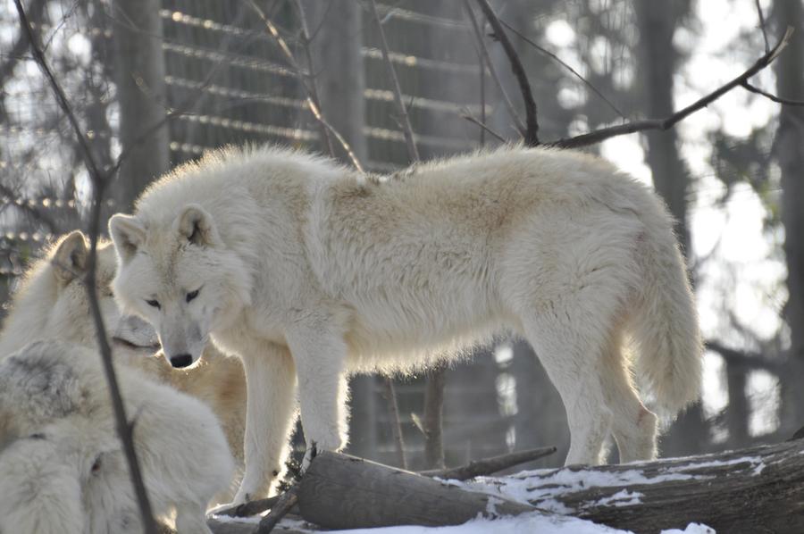 wolves-in-snow-4-by-windfuchs-d518s0u-fullview.jpg