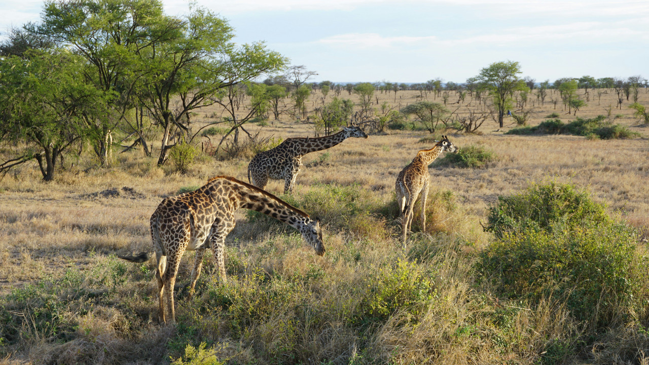  Great
							Migration