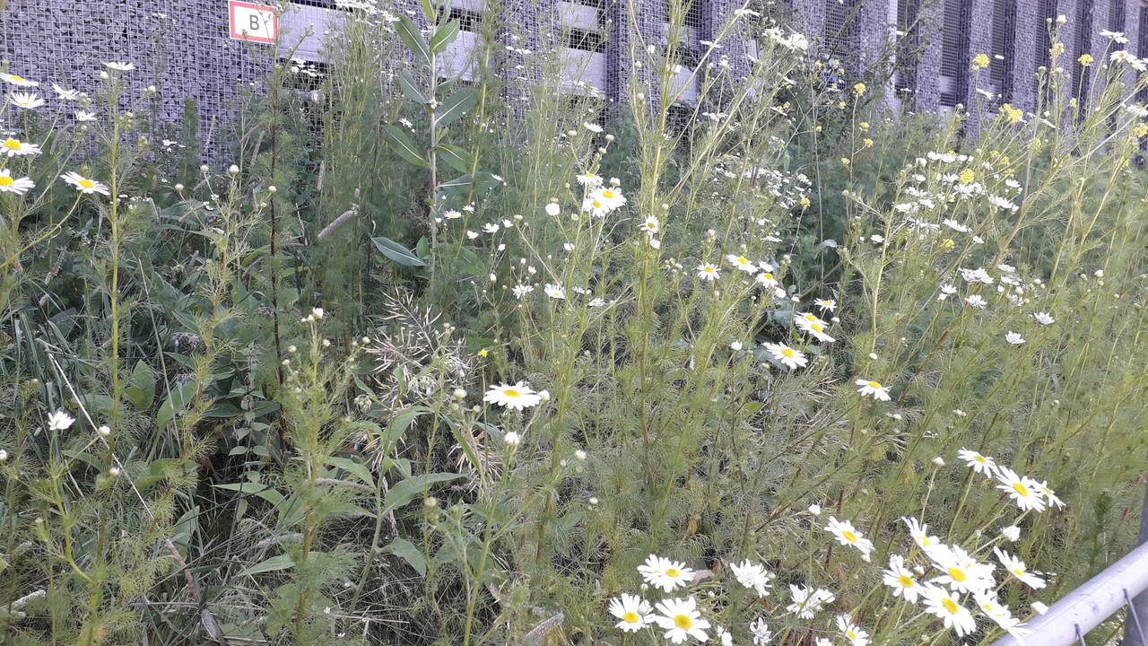 [Image: 20190623-143124.jpg]