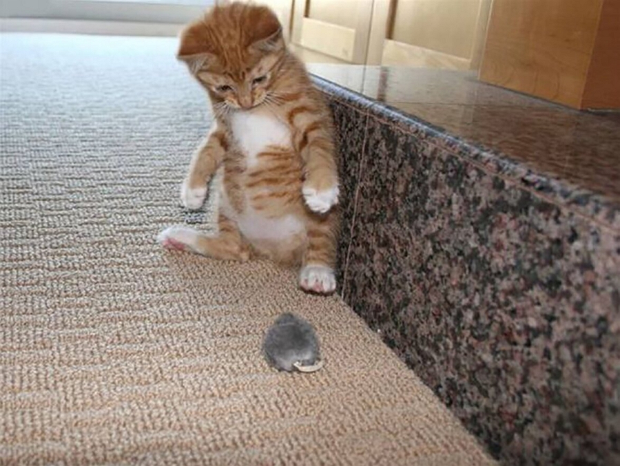 1685494963-polinka-top-p-smeshnie-koti-k