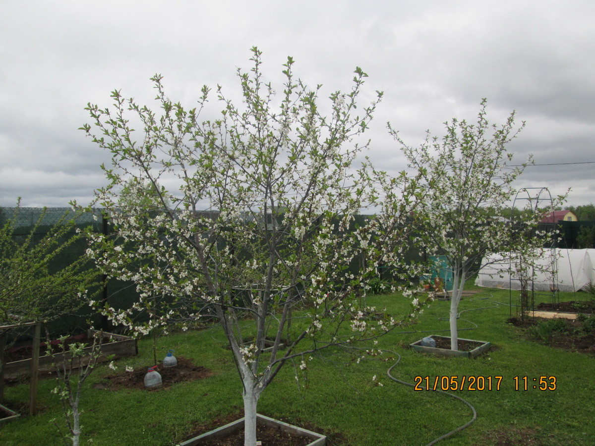 vishnia 21 05
