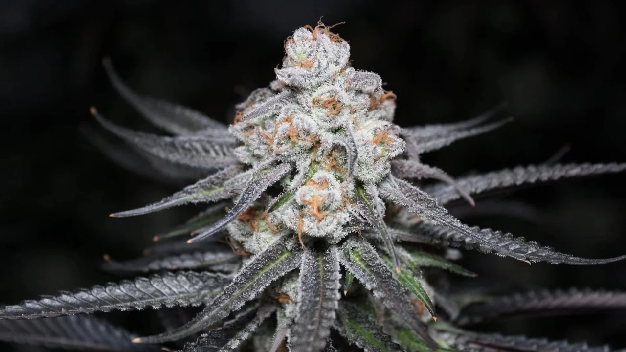 Black Widow strain flower