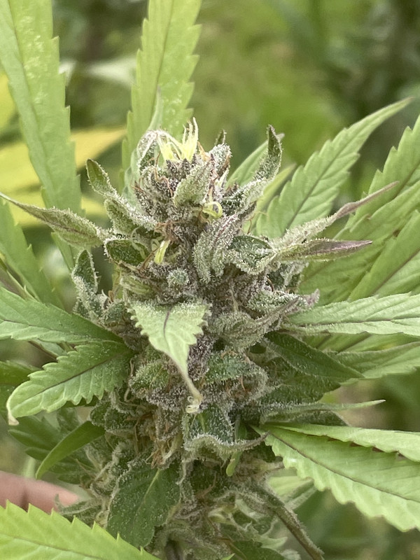 0224C075-1181-4AB8-BB65-61C8FA489A93