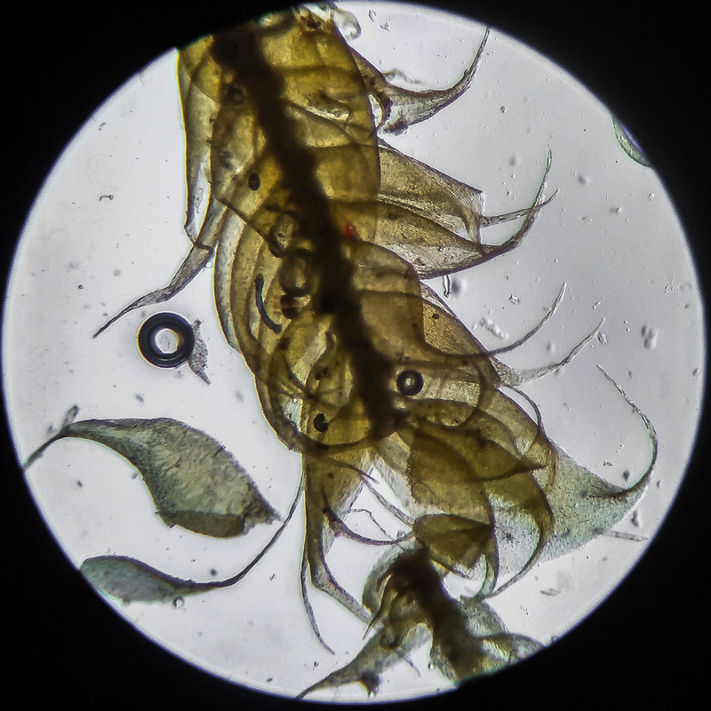 IMG 20250614 203733 HDR