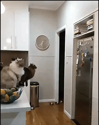 Amazing-cat-GIF-Flying-cat-jumping-from-the-kitchen-counter-Such-a-supercat-so-agile-ok-cats.gif