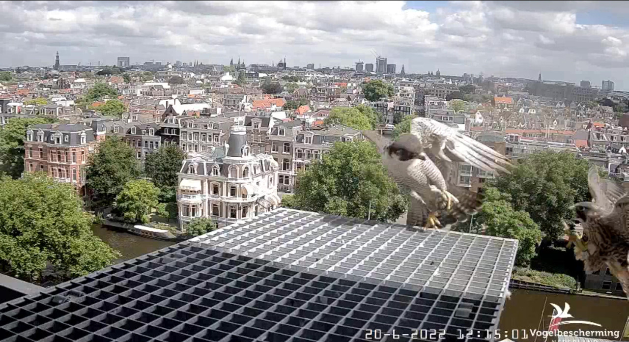 Amsterdam/Rijksmuseum screenshots © Beleef de Lente/Vogelbescherming Nederland - Pagina 30 Video-2022-06-20-121714-Moment-4