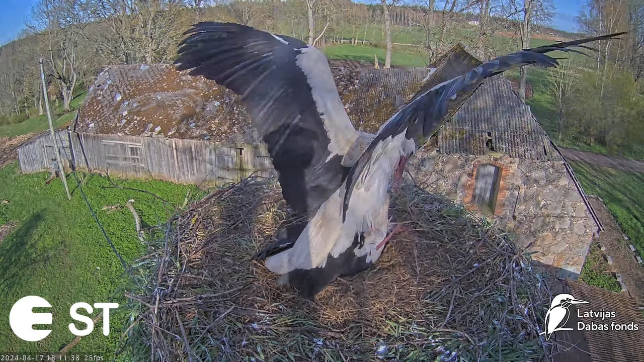 Baltie stārķi (Ciconia ciconia) Tukuma novadā - LDF tiešraide __ White storks in Tukums, Latvia 11-2
