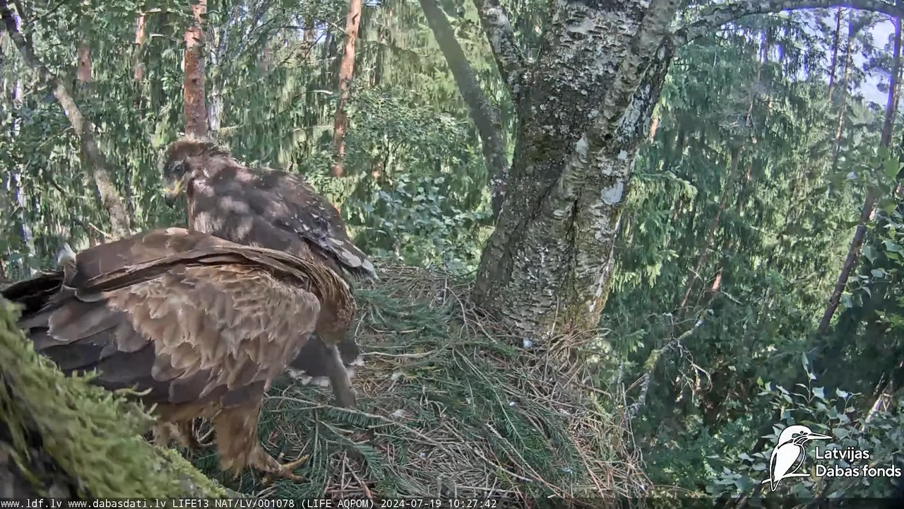 Mazais ērglis (Clanga pomarina), ligzda bērzā - LDF tiešraide 14-26-17 screenshot