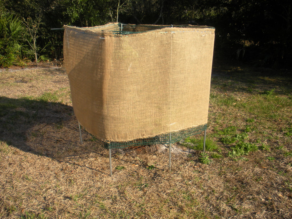 Lychee Mauritius  2-21-11 005