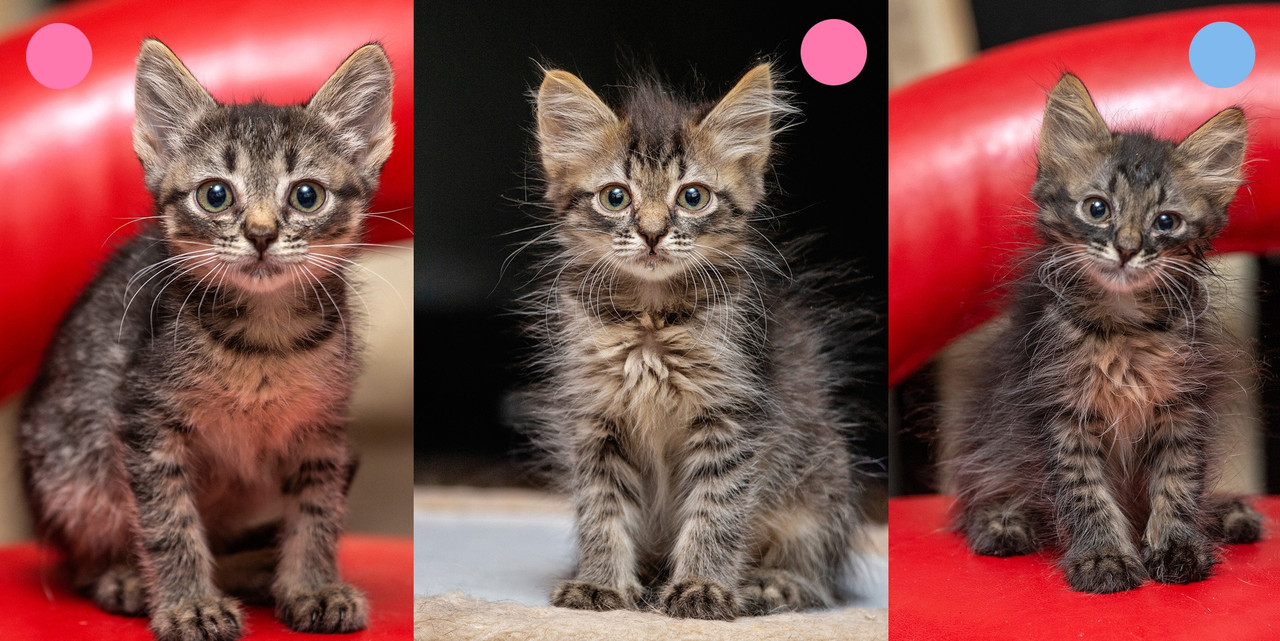 Птенчик барышня  Лохматая девочка Лохматый мальчик