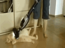 7-AD1-BA6-D-243-E-41-A6-9392-AB862-FF68281.gif