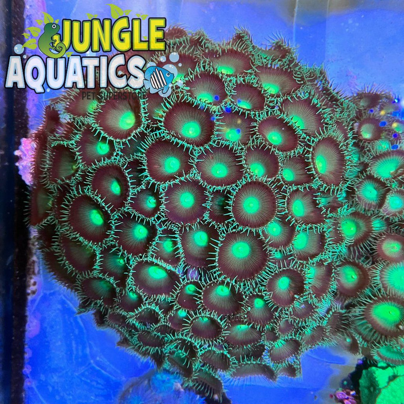 Coral Image