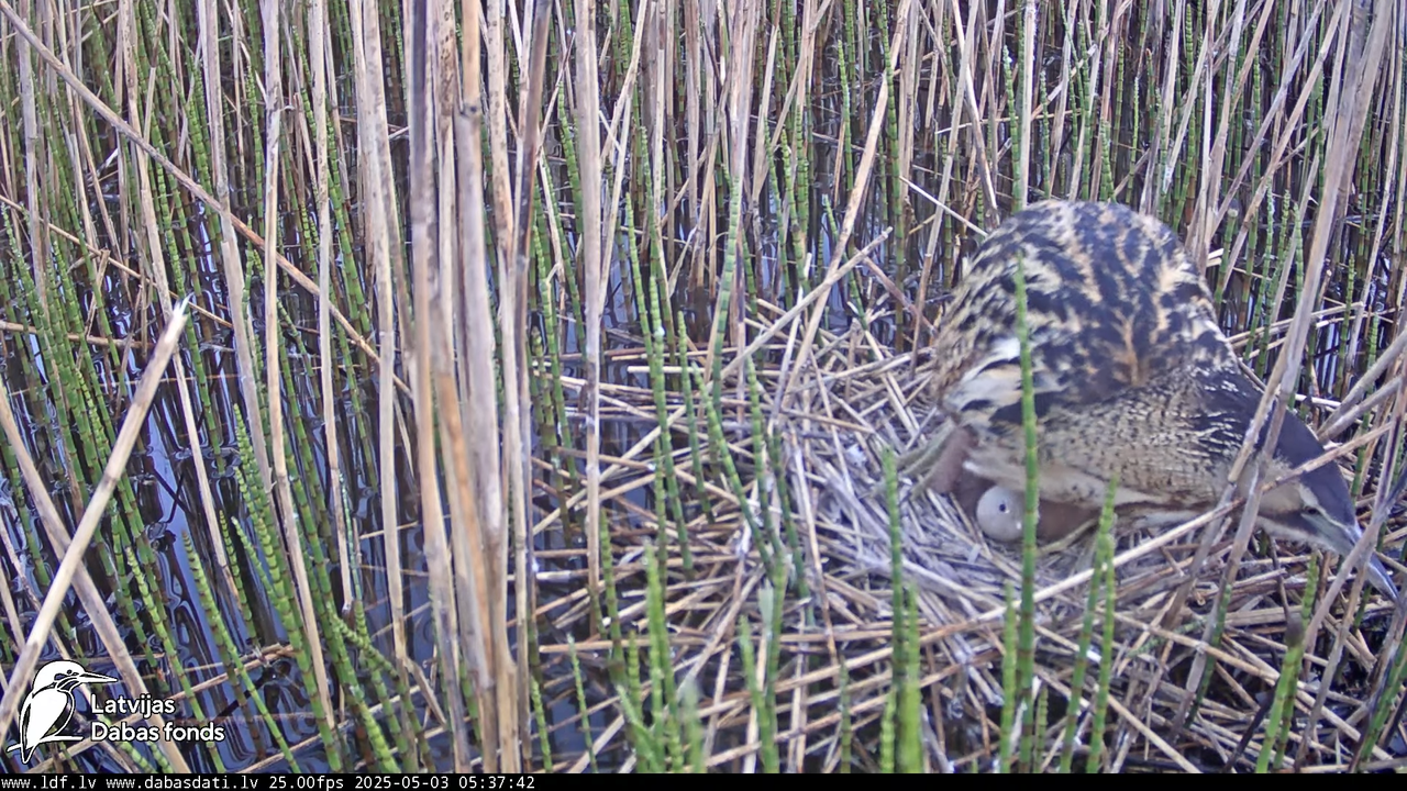 LDF Lielais dumpis (Botaurus stellaris) Zemītes pagastā 12-29-58 screenshot