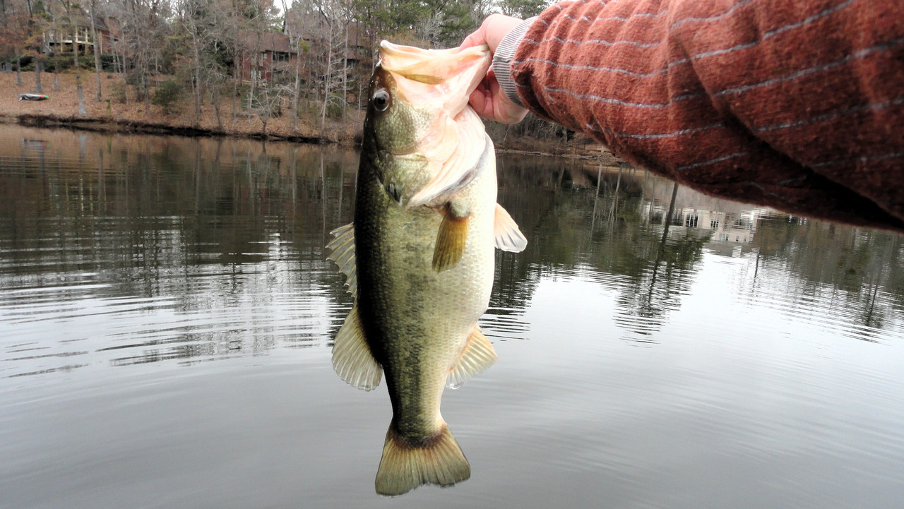 5-9-blade-bait.jpg