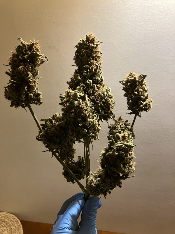 A772B009-52AC-4D46-9421-C15DA66B705F