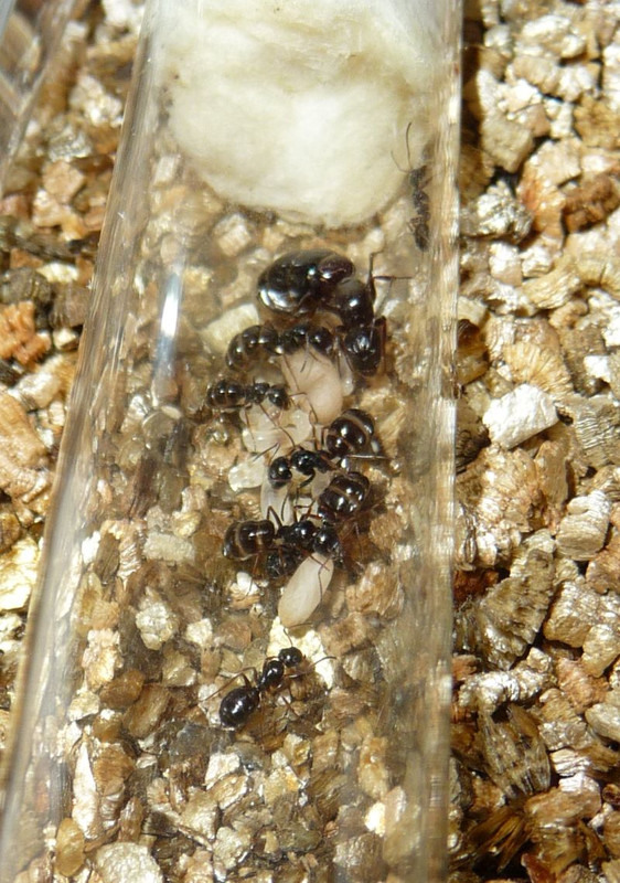 2107-Camponotus.jpg