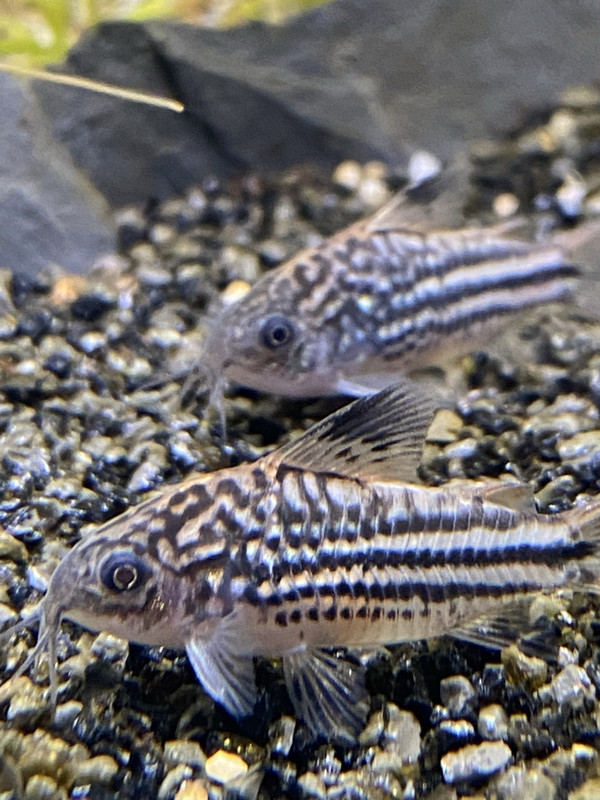 36F91A01-9A0B-43C3-8A9A-9DDDF2C586CE