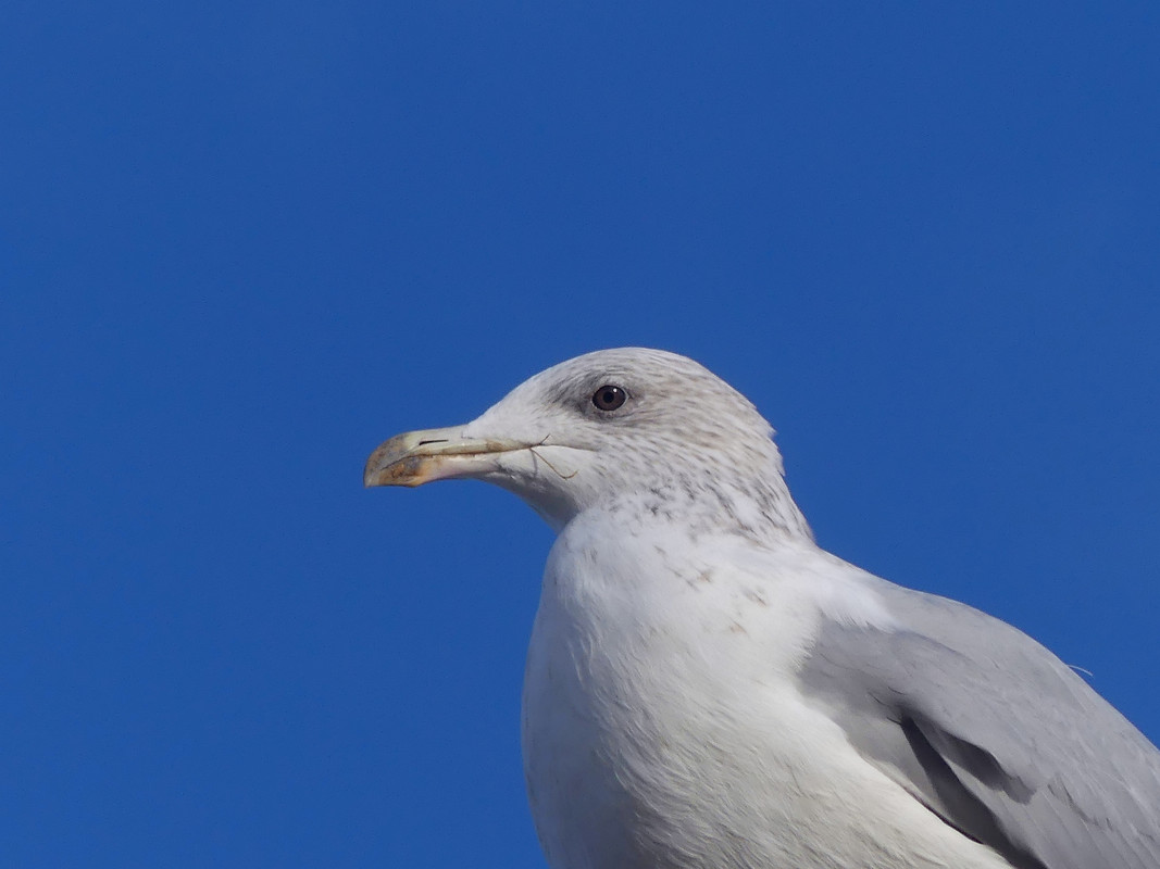 HERRING GULL 2