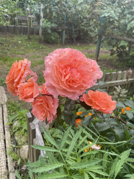https://i.postimg.cc/zGs8tSf8/IMG-8120.jpg