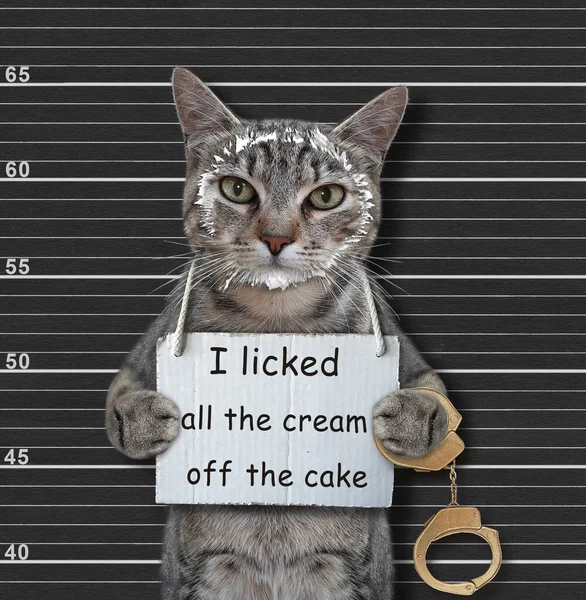 depositphotos-548234504-stock-photo-gray-cat-arrested-has-sign.webp
