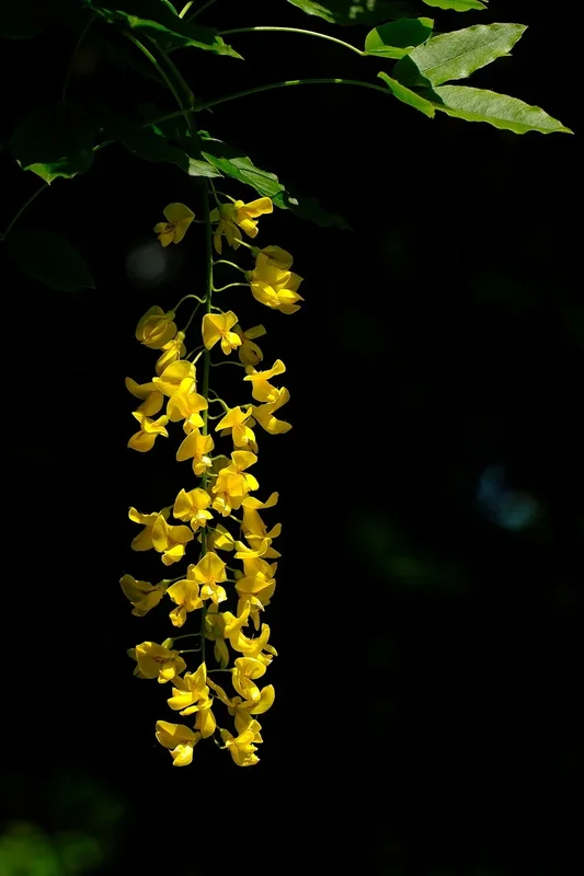 yellow-common-laburnum-9661209-1280.webp