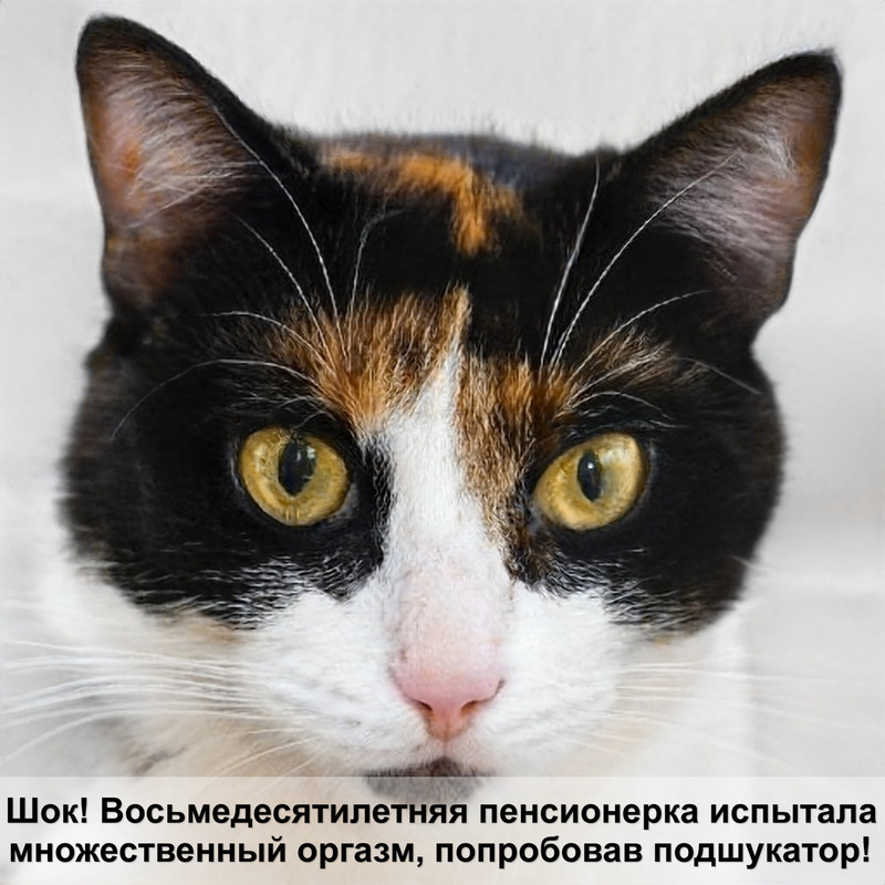 бирманская кошка питомник