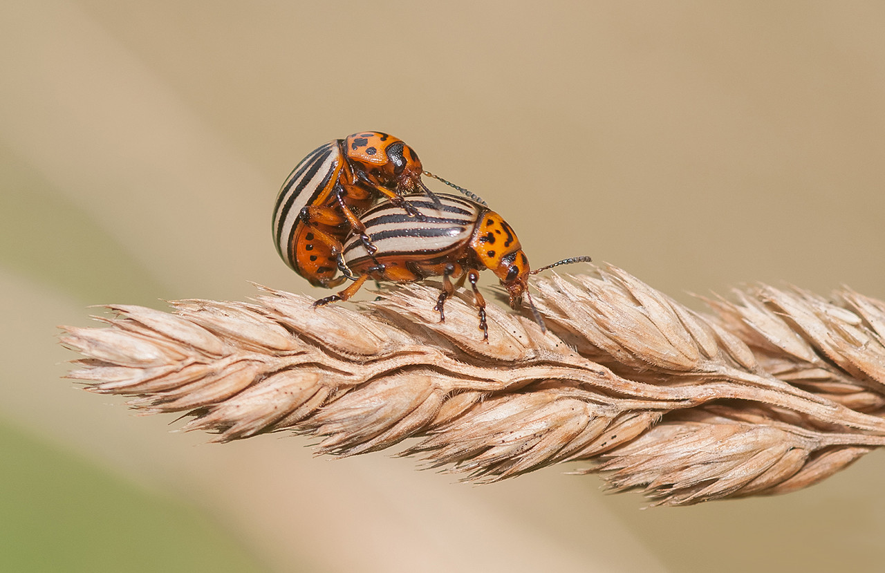 Zoals al aangegeven is het werken met macrolens ook wel boeiend. Deze Coloradokevers trokken zich nergens iets van aan en gingen rustig verder met hun intiem samenzijn.