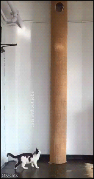 Cat-GIF-Amazing-Ninja-cat-Spider-cat-climbing-up-high-post-to-join-his-fort.gif
