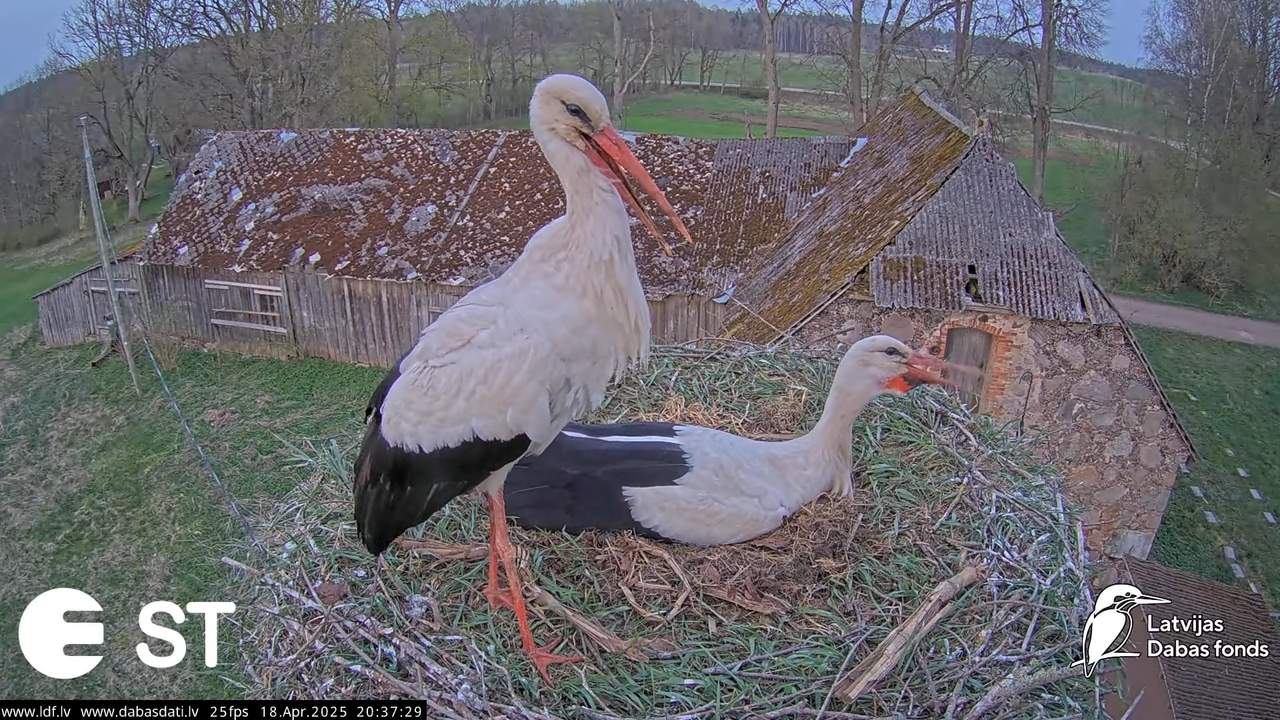 (28) Baltie stārķi (Ciconia ciconia) Tukuma novadā __ White storks in Tukums, Latvia - YouTube - 829