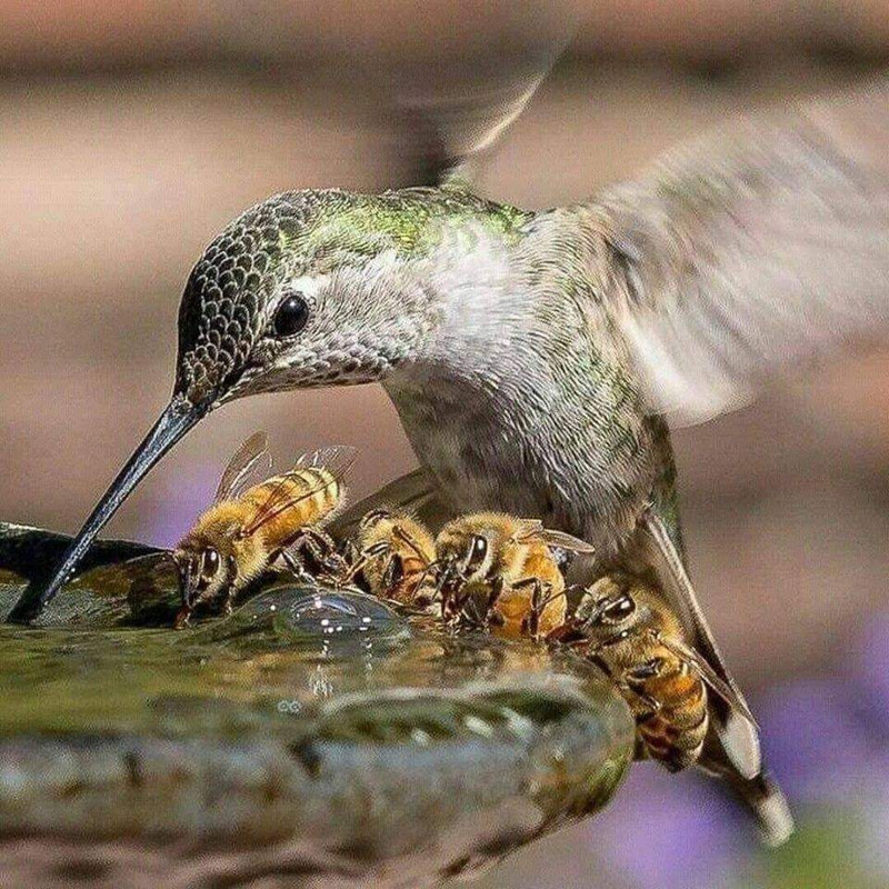 Bird-and-wasps-at-the-birdbath.jpg