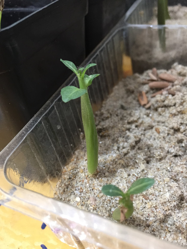 wrinkles-on-the-adenium-seedling.jpg