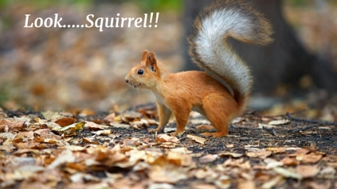 look-squirr.png