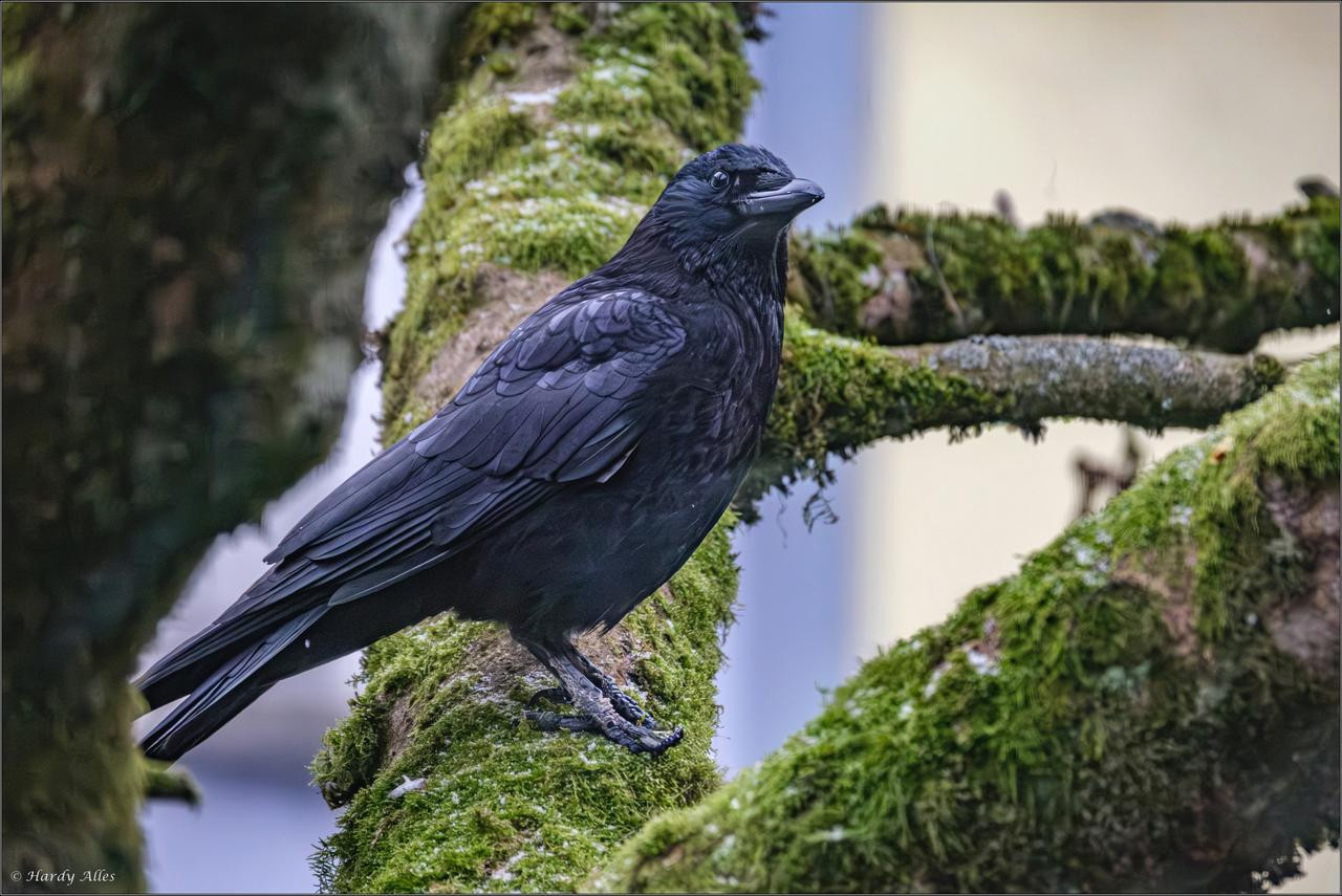 XT4K0310 2026 Vögel unnd so LR ERWZ FB2