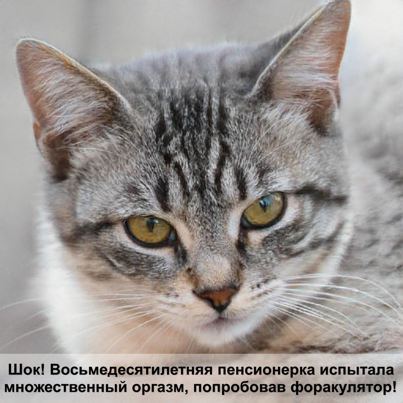 персидская кошка голубого окраса