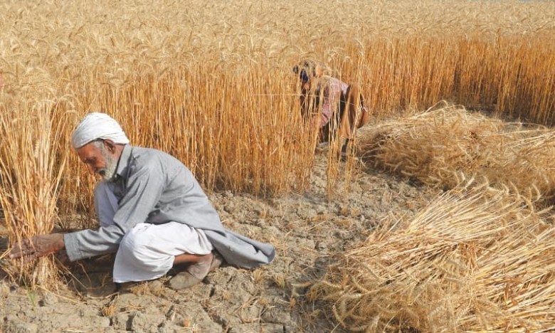 Wheat-Harvesting-Pakistan.jpg