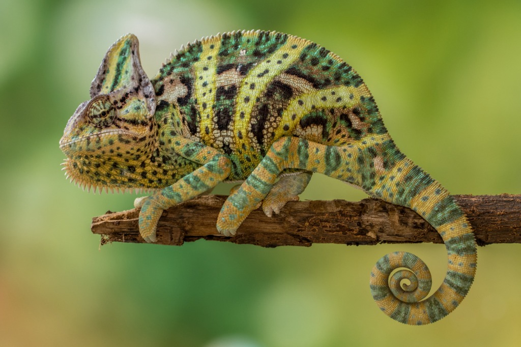 Caring For Your Pet Chameleon