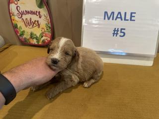 belle male 5
